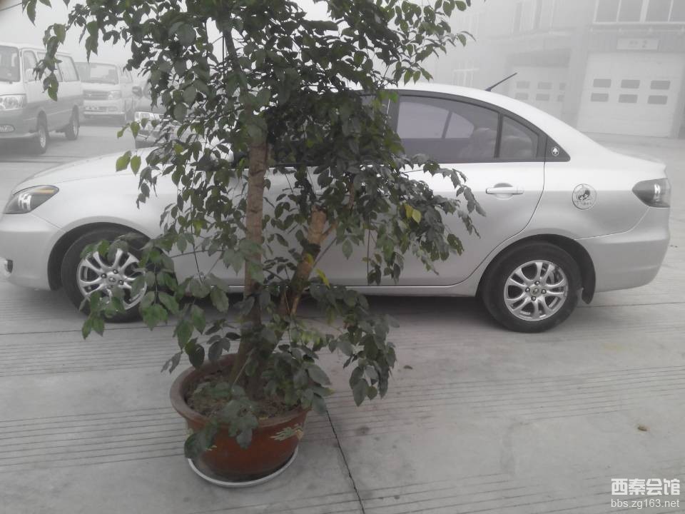  咱们结婚吧 所有插曲_ 咱们结婚吧31 集插曲_咱