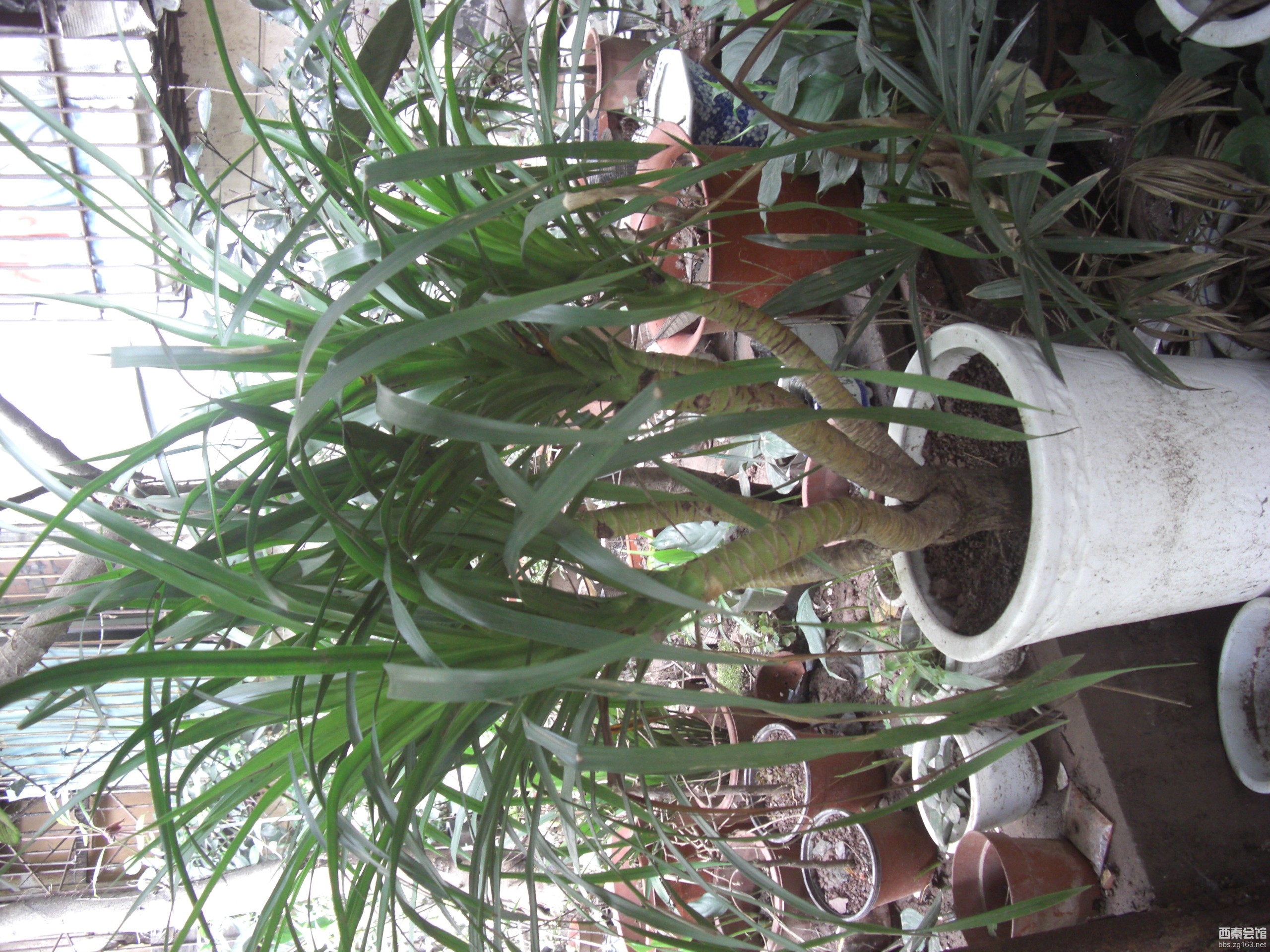 衡水一中2013年分数线 2006年衡水一中的录取分数线