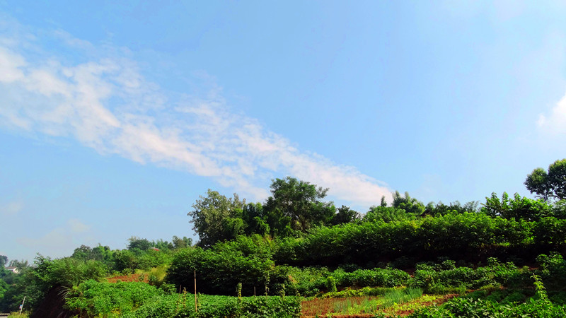 仙市.百胜村-西秦会馆图片