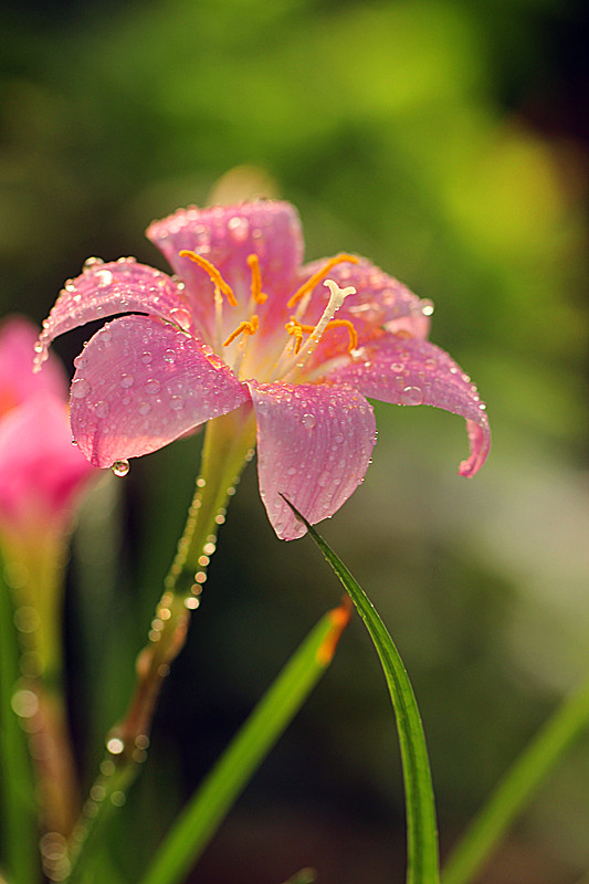 雨后古巴小韭兰花美!