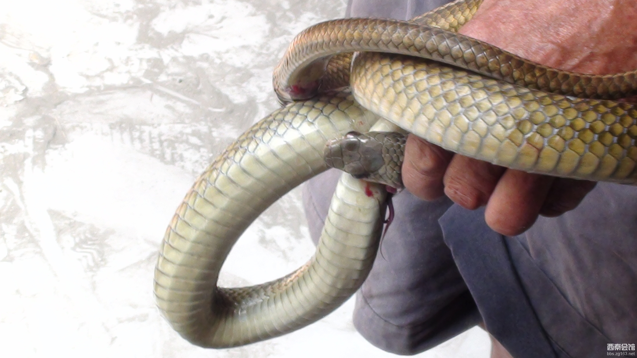 真实家里进蛇什么预兆|蛇进屋有什么预兆