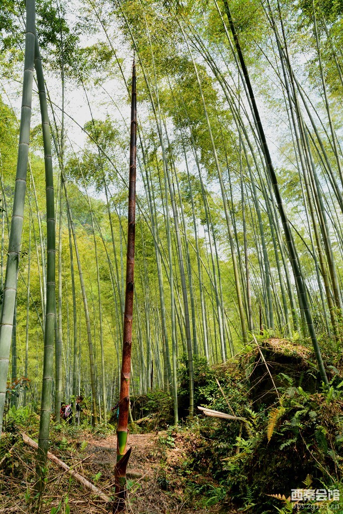 【走进自然】—春游荣县花龙沟