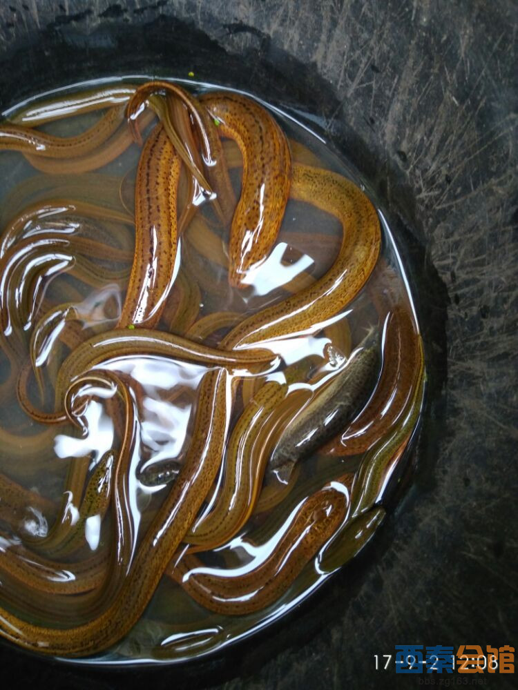 大家说哈看咋子整来好吃