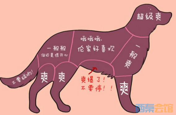 萌宠们什么地方可以摸?最后一个是什么鬼!