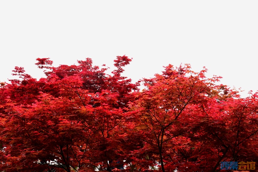 满山红叶似彩霞简谱_满山红叶似彩霞图片(3)