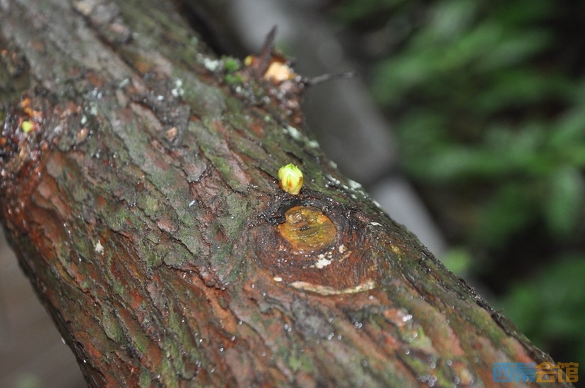 DSC_0221.JPG
