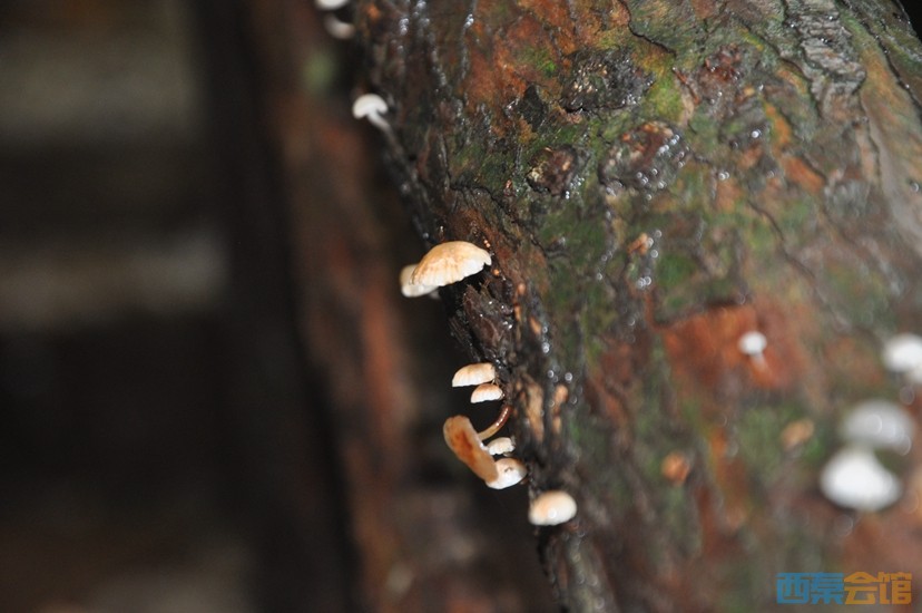 DSC_0224.JPG