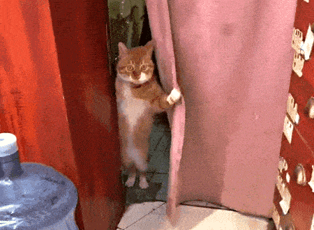 2f54cf97f9784b008dee8a2d19a07eff.gif