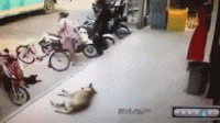 131525togiicosgo3ghl3c.gif