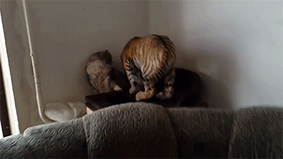 20230115144605front2_0_332895_FkRN53P2qQjrUTkxnWAqkDjhOLF6.gif