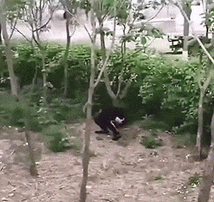 201004upblyybyzlprpyzp.gif