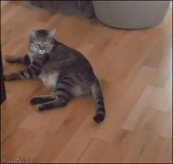 20230204211926front2_0_332895_FnoPXEwbiR_UAJflsisXe3ml_Qi9.gif