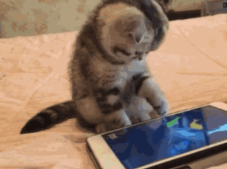 20230207215533front2_0_332895_Fr9GQJLG9vxG8zh8NeKjhd_uwNTy.gif