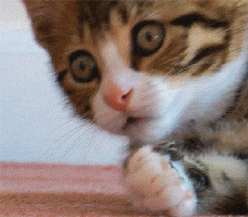 20230224191153front2_0_332895_FoJcwYrihoHhfJC6Lk2-4l2ZZ75c.gif