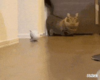 af8c247b88f942dc9fe16181e7c7fc59.gif