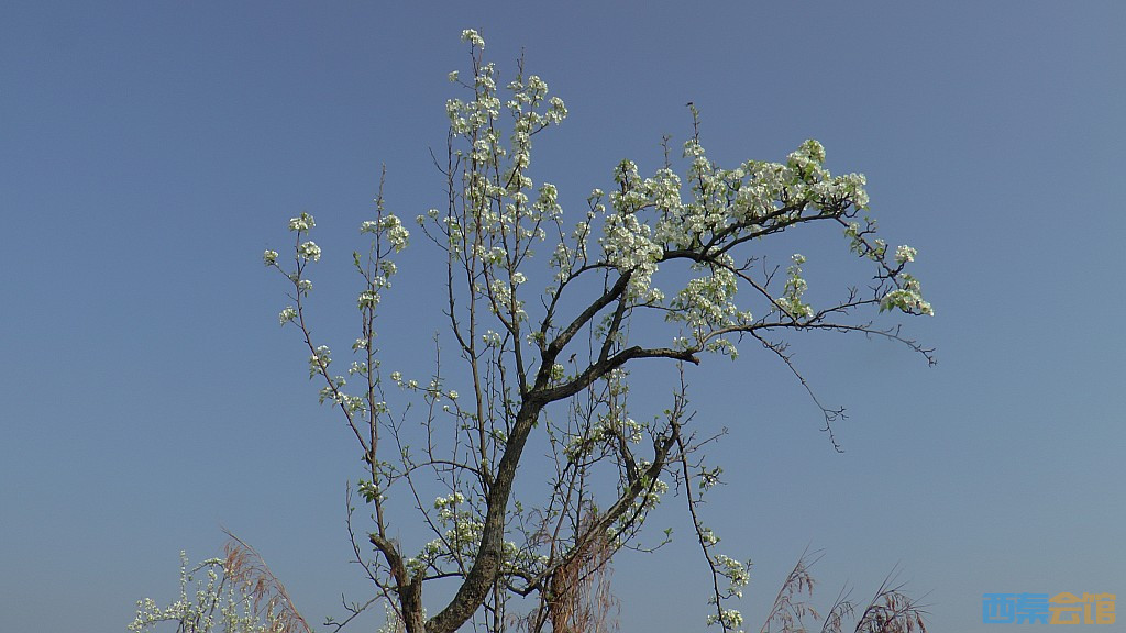 conew_s1570683.jpg