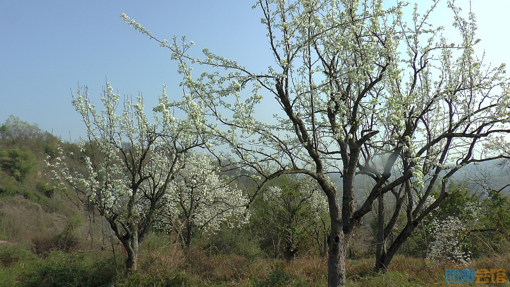 conew_s1570680.jpg