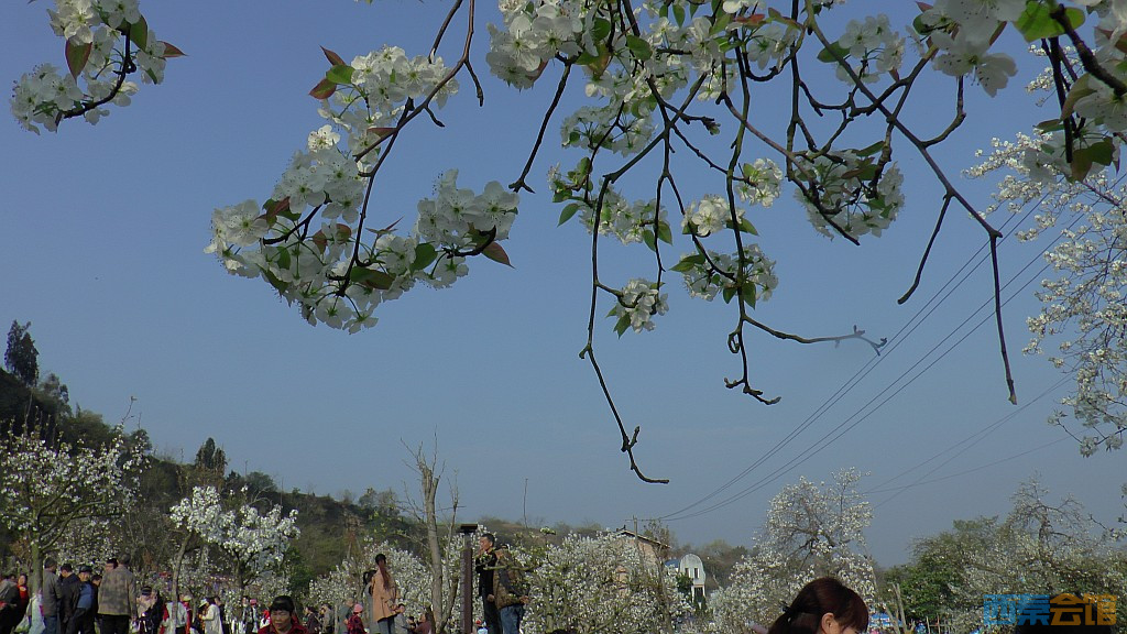 conew_s1570630.jpg