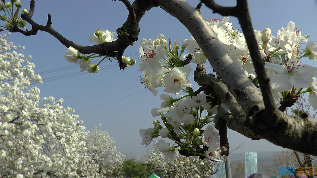 conew_s1570705.jpg