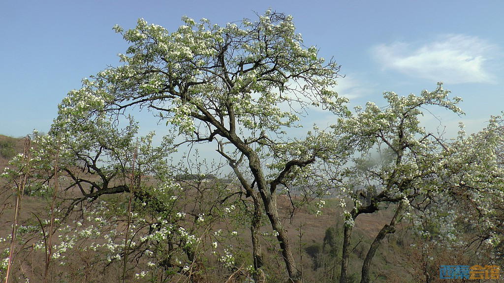 conew_s1570794.jpg