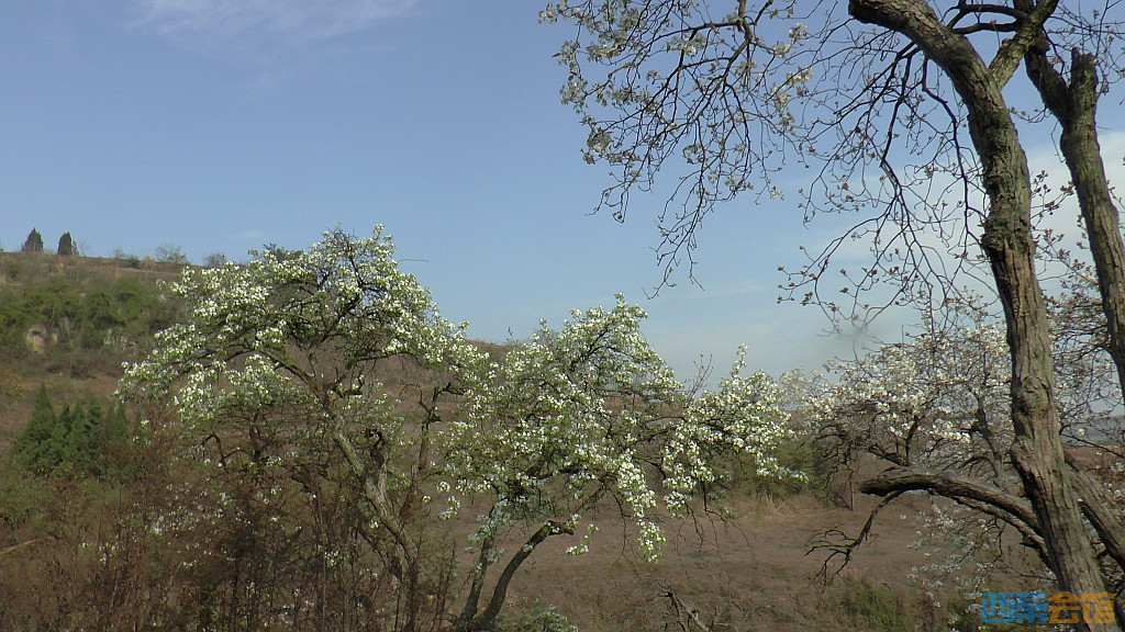conew_s1570793.jpg
