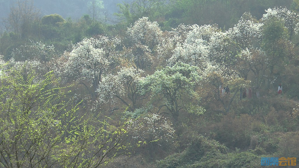 conew_s1570802.jpg