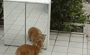 20230324144353front2_0_332895_Fr29MZc9gdLI6V7GSd6E8Lk45wO9.gif