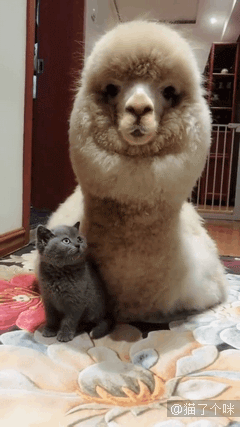 719435b6b5f84f37a30e0666571e2ecb.gif