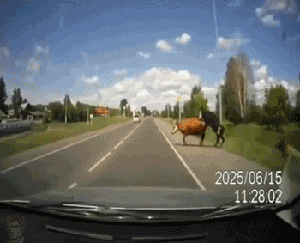 20230403081305front2_0_332895_FqEqKsLz1TETgemHLEXKmvd-ws5v.gif