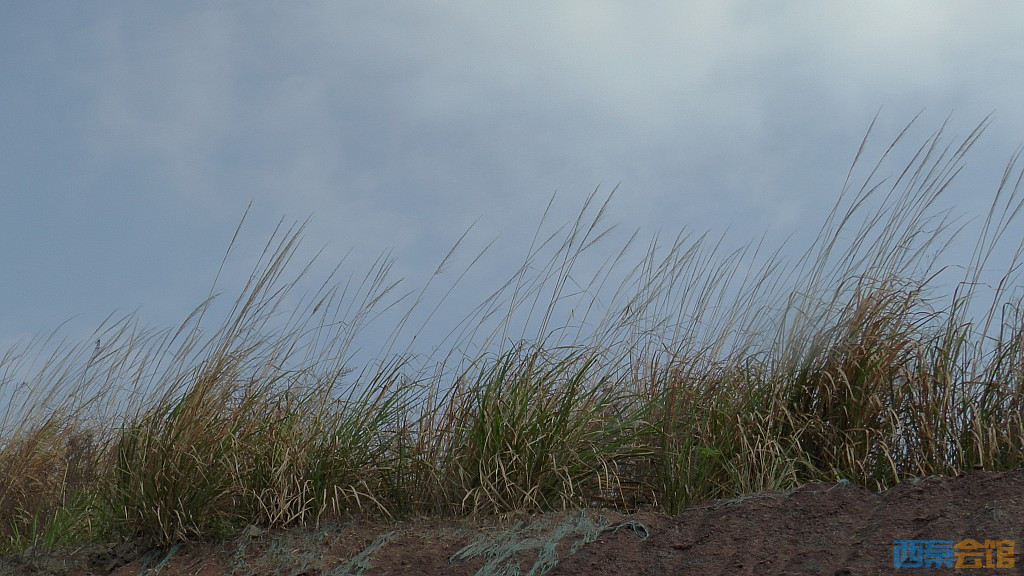 conew_S1570852.jpg