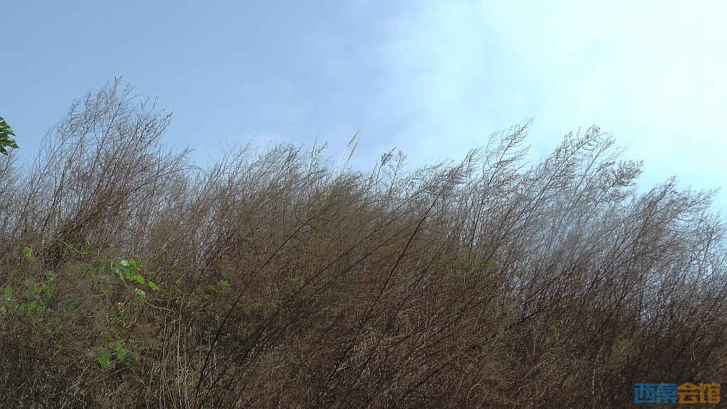 conew_s1570857.jpg