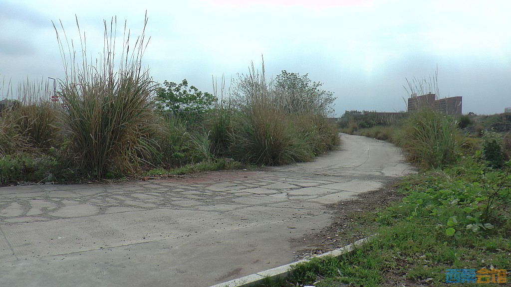 conew_s1570872.jpg