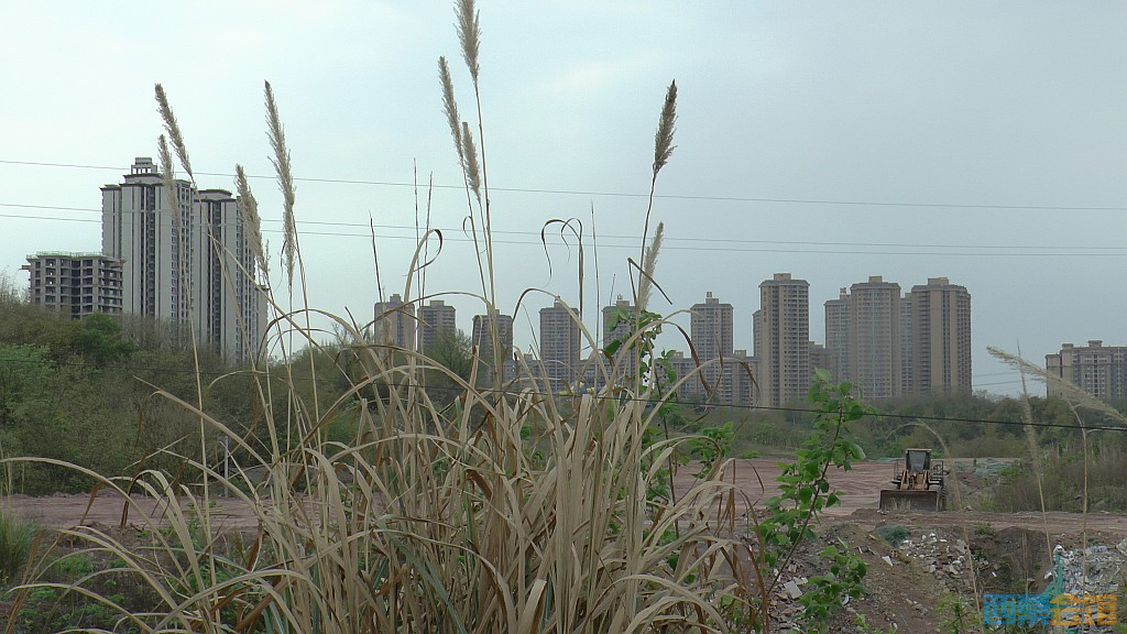 conew_s1570950.jpg