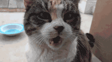 231645zsy0irys09reii0t.gif