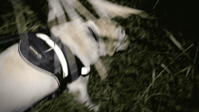 5.gif