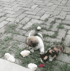095e5c387d9841f193127b62cf71b99f.gif