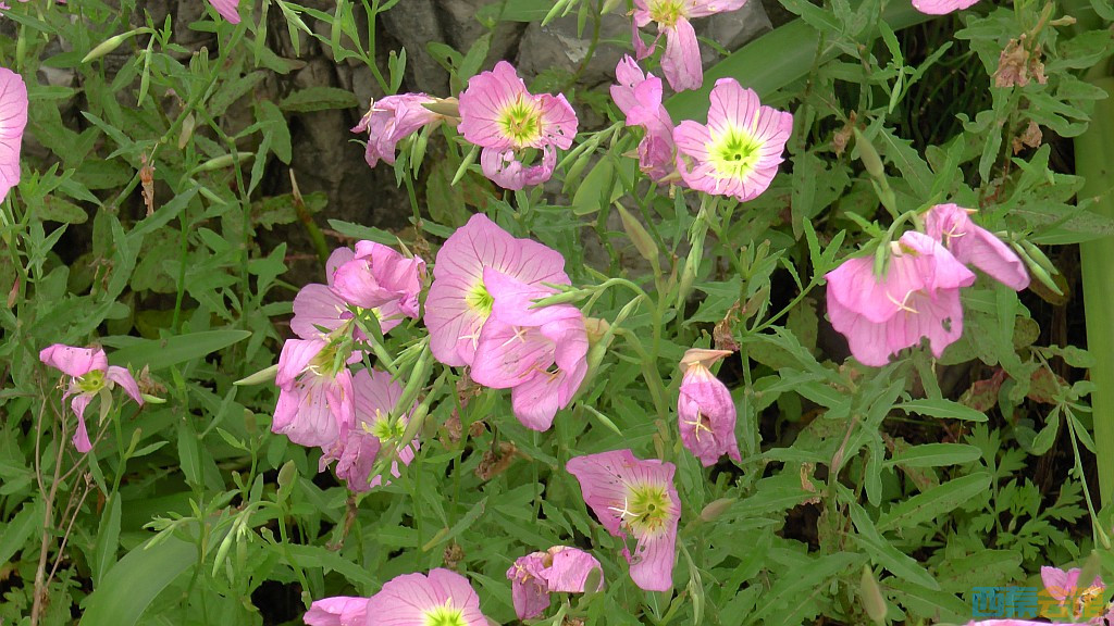 conew_s1580011.jpg