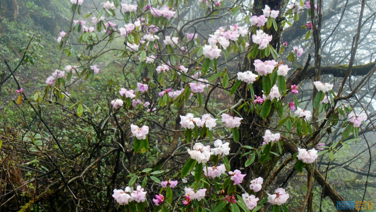 conew_dscn9717.jpg