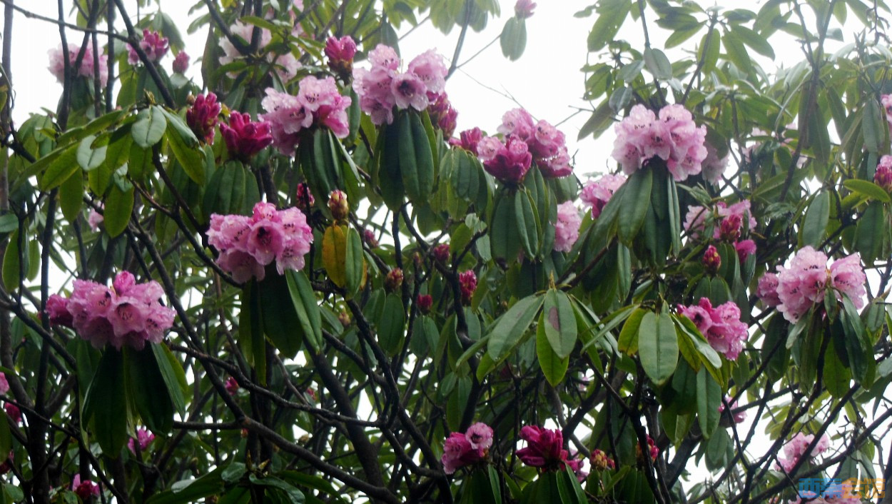 conew_dscn9733.jpg