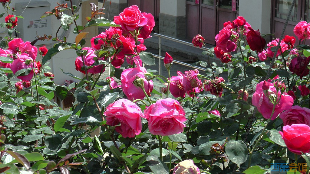 conew_s1590003.jpg