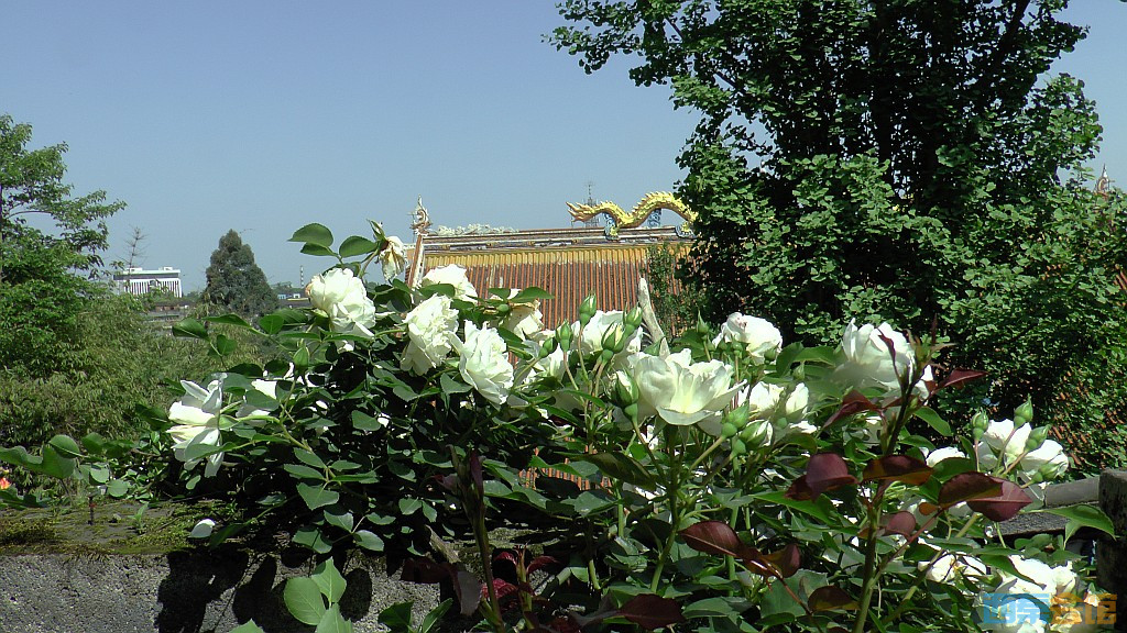 conew_s1590009.jpg