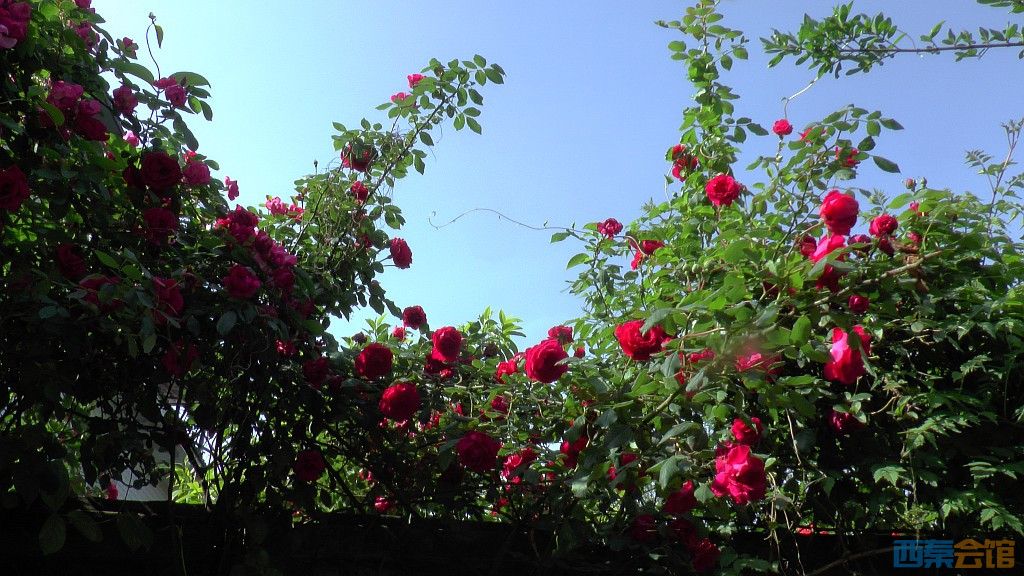 conew_s1590024.jpg