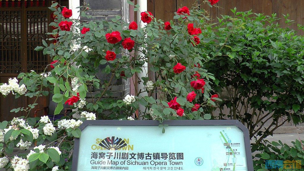 conew_s1610029.jpg
