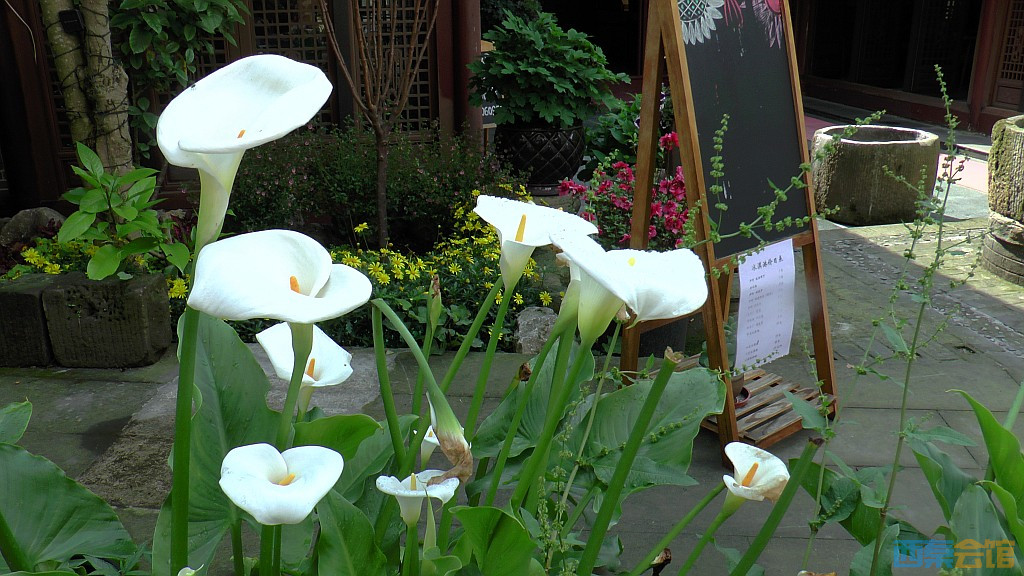 conew_s1610028.jpg