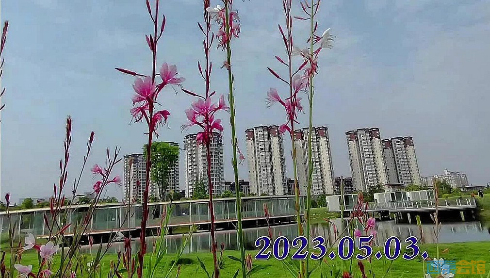 conew_snapshot(49)_conew1.jpg
