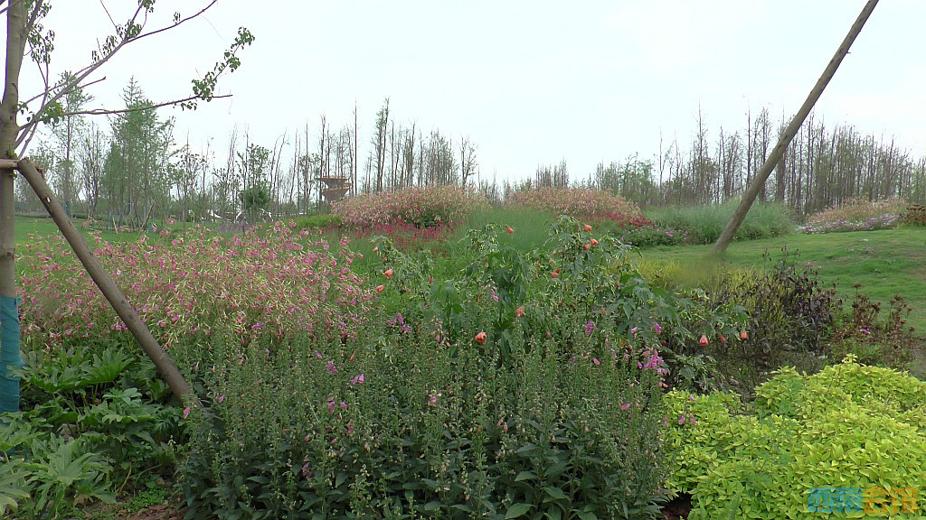 conew_s1620107.jpg