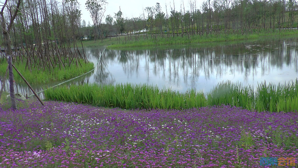 conew_s1620098.jpg