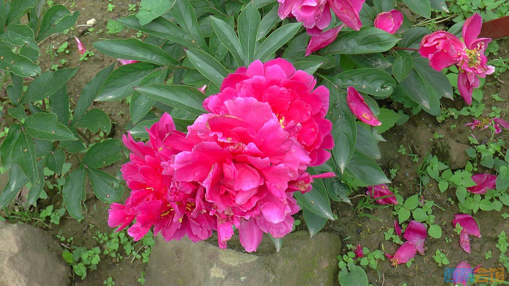 conew_s1630067.jpg