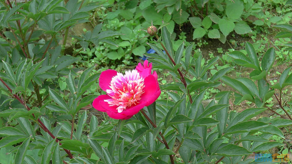 conew_s1630071.jpg
