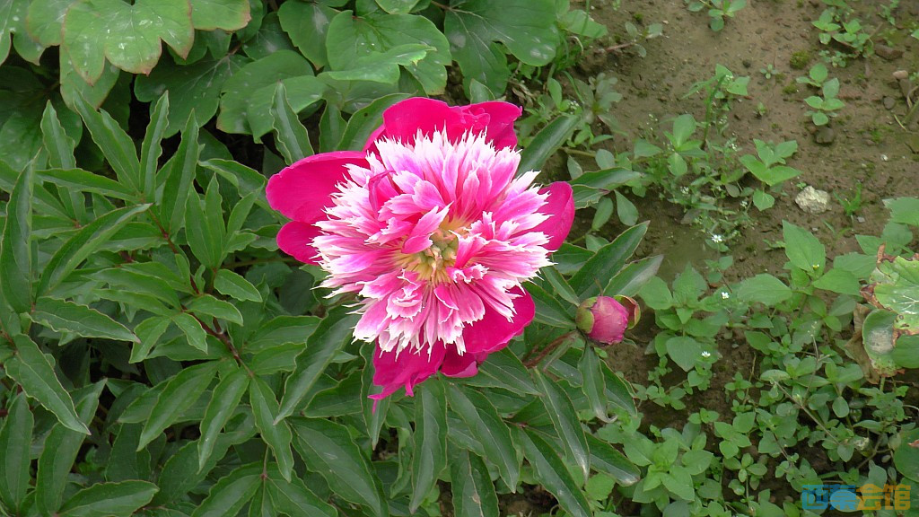 conew_s1630090.jpg
